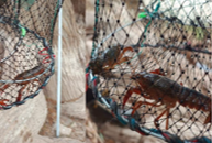 Coordinación comunitaria para el control de la especie invasora P. Clarkii